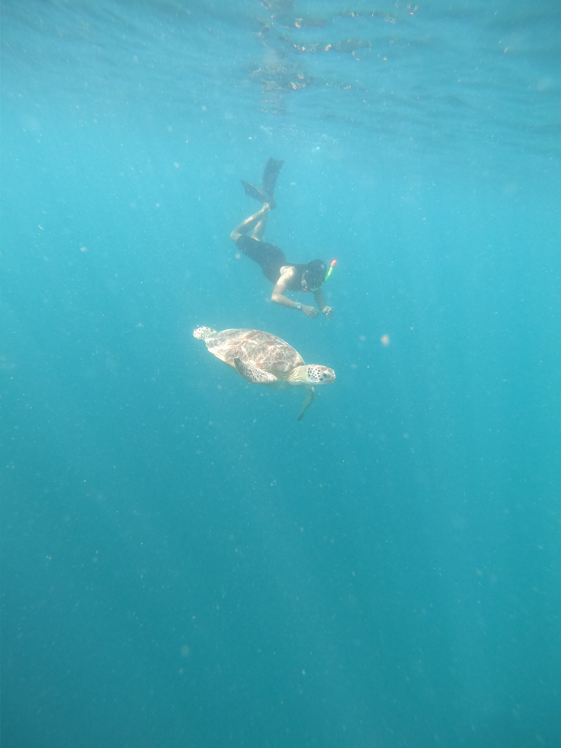 Jet Snorkel-Snorkeling with Turtles